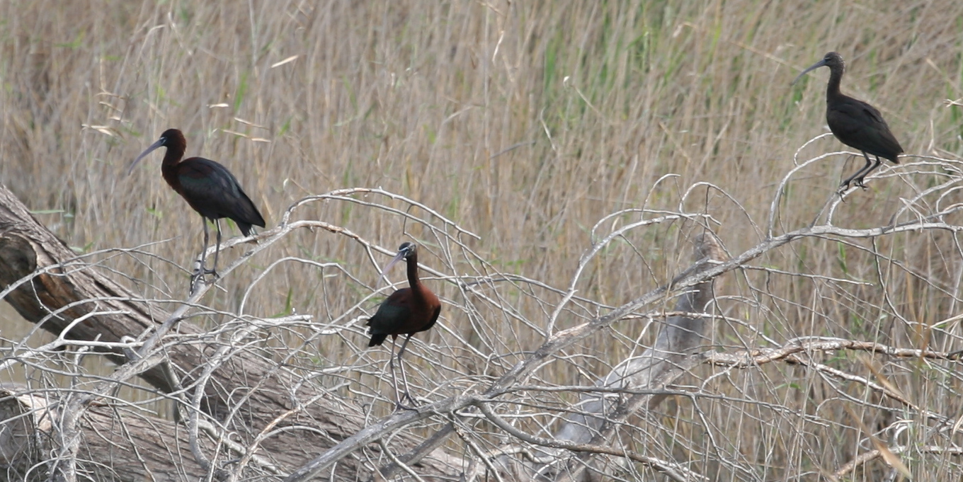 Ibis falcinelle (Plegadis falcinellus) © Nicolas Macaire / LPO